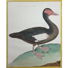 Le Canard Musque 11