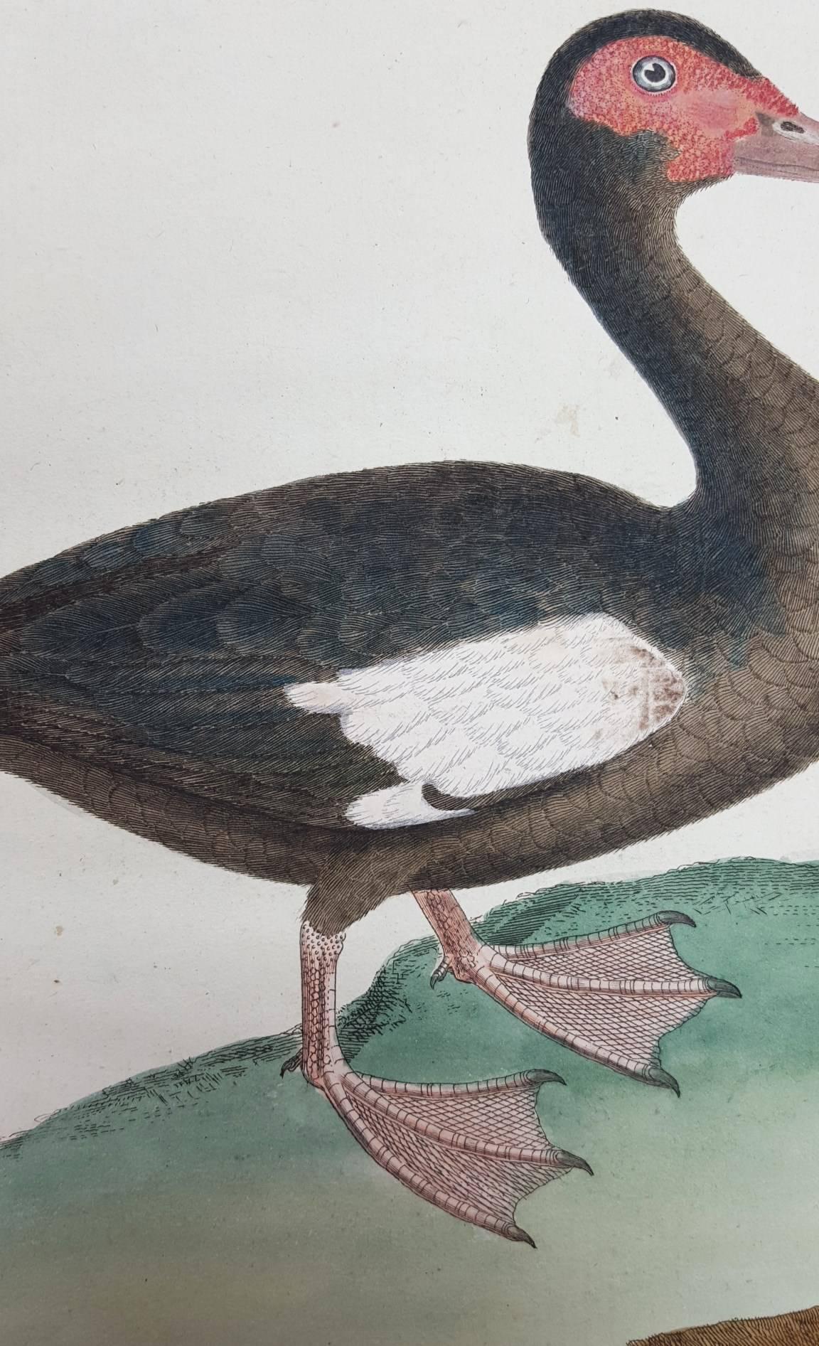 Le Canard Musque - Gray Animal Print by Francois Nicolas Martinet