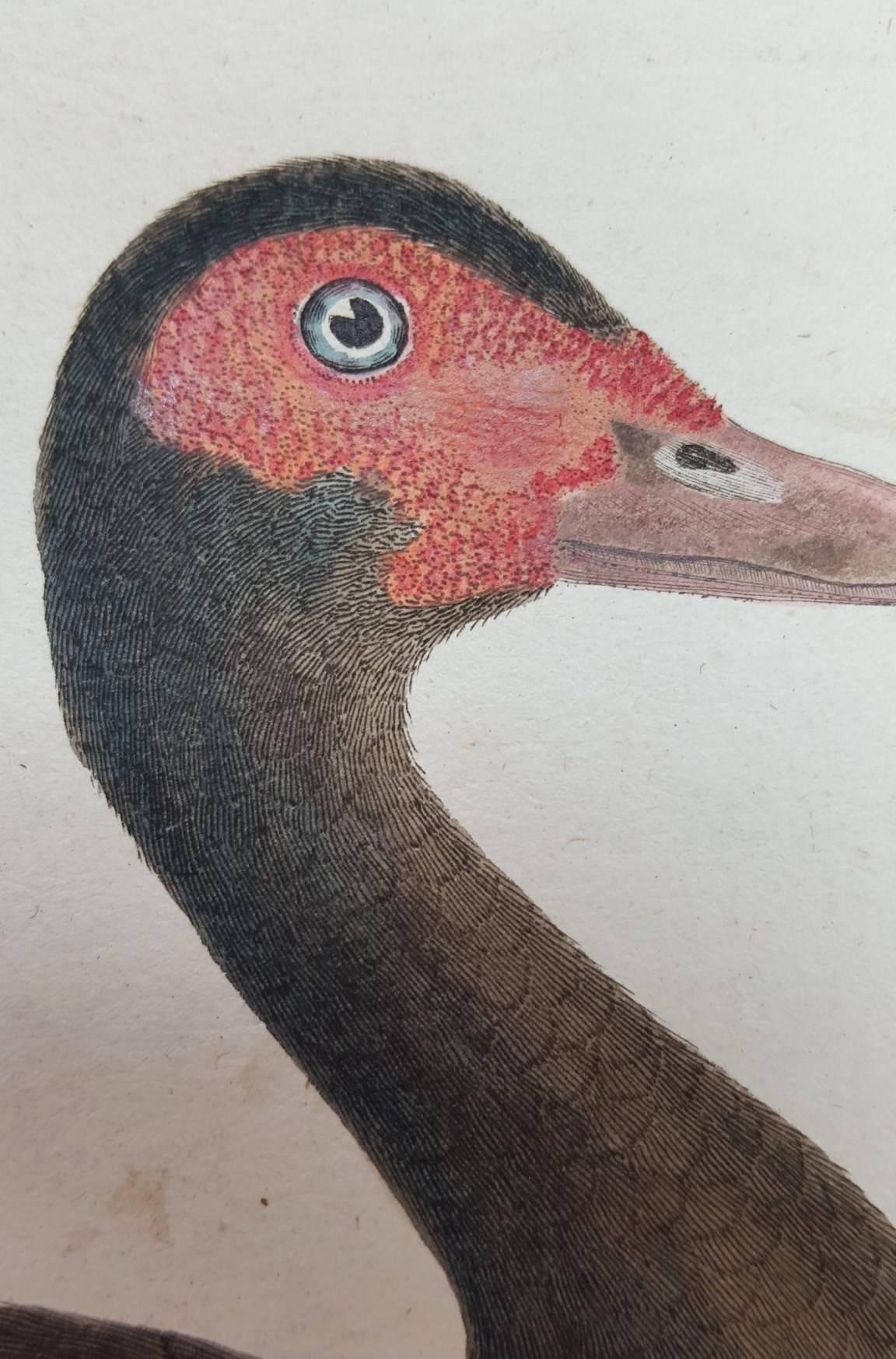 Le Canard Musque 1