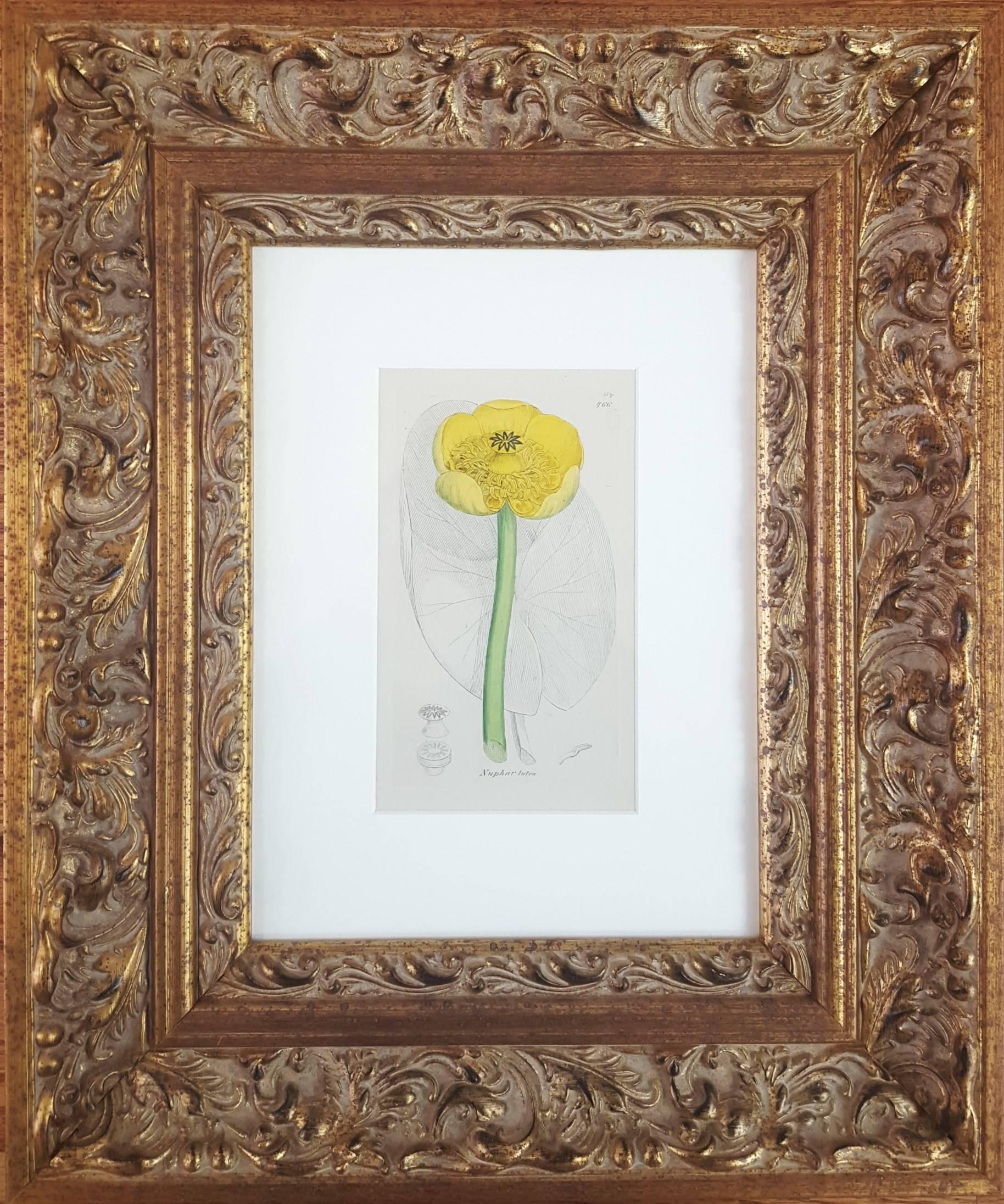 Yellow Water Lily - Print by James Sowerby