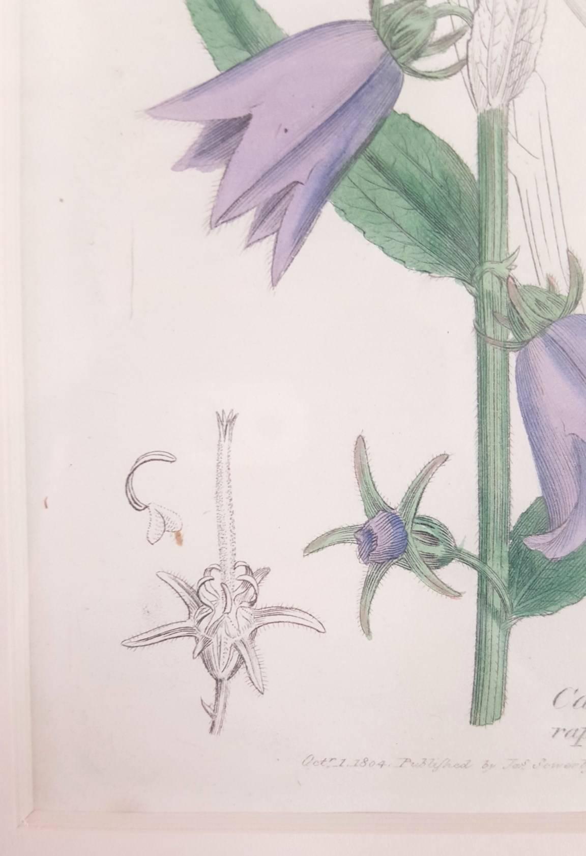 Purple Bellflower - Naturalistic Print by James Sowerby