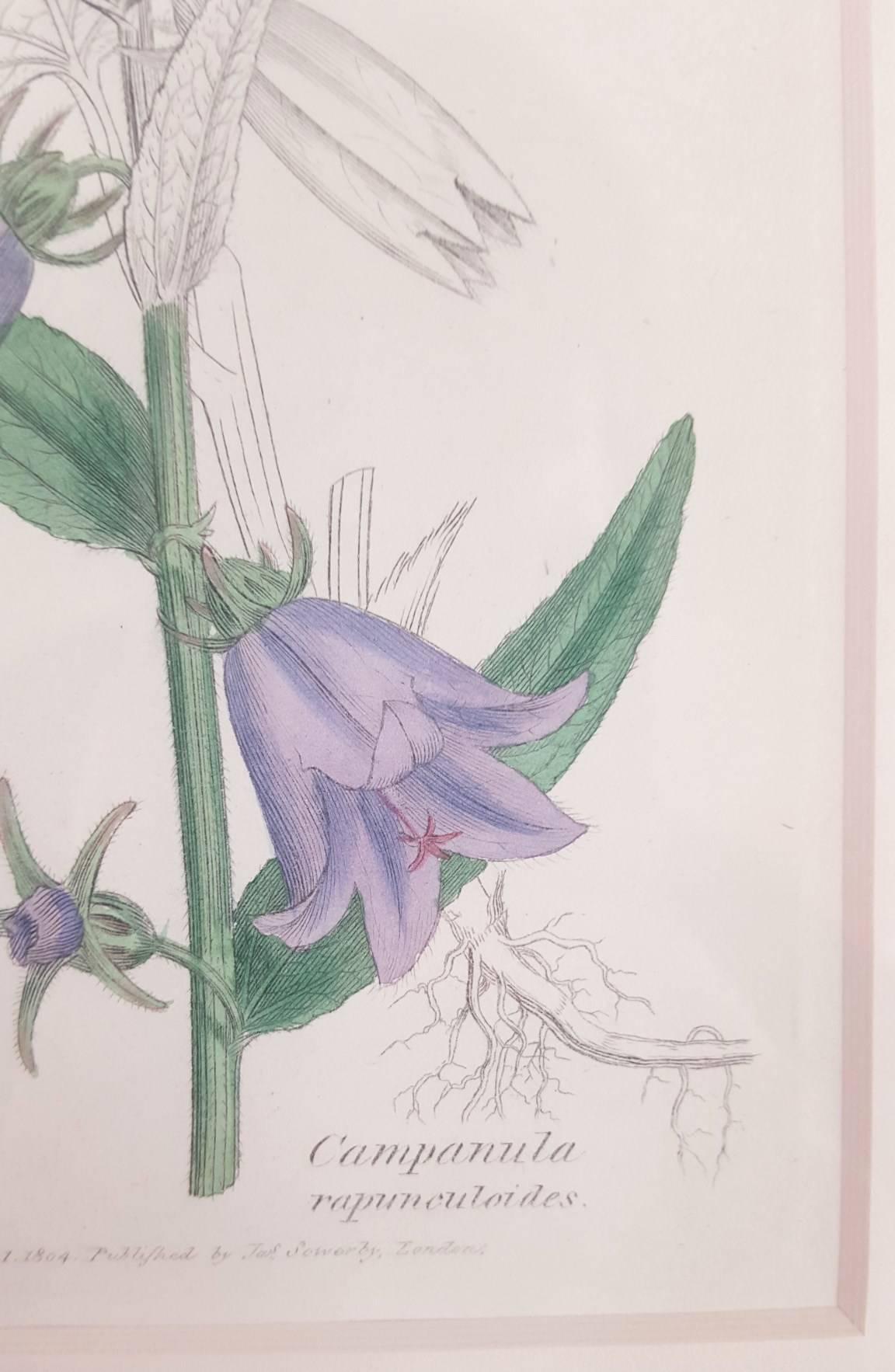 Purple Bellflower - Beige Print by James Sowerby