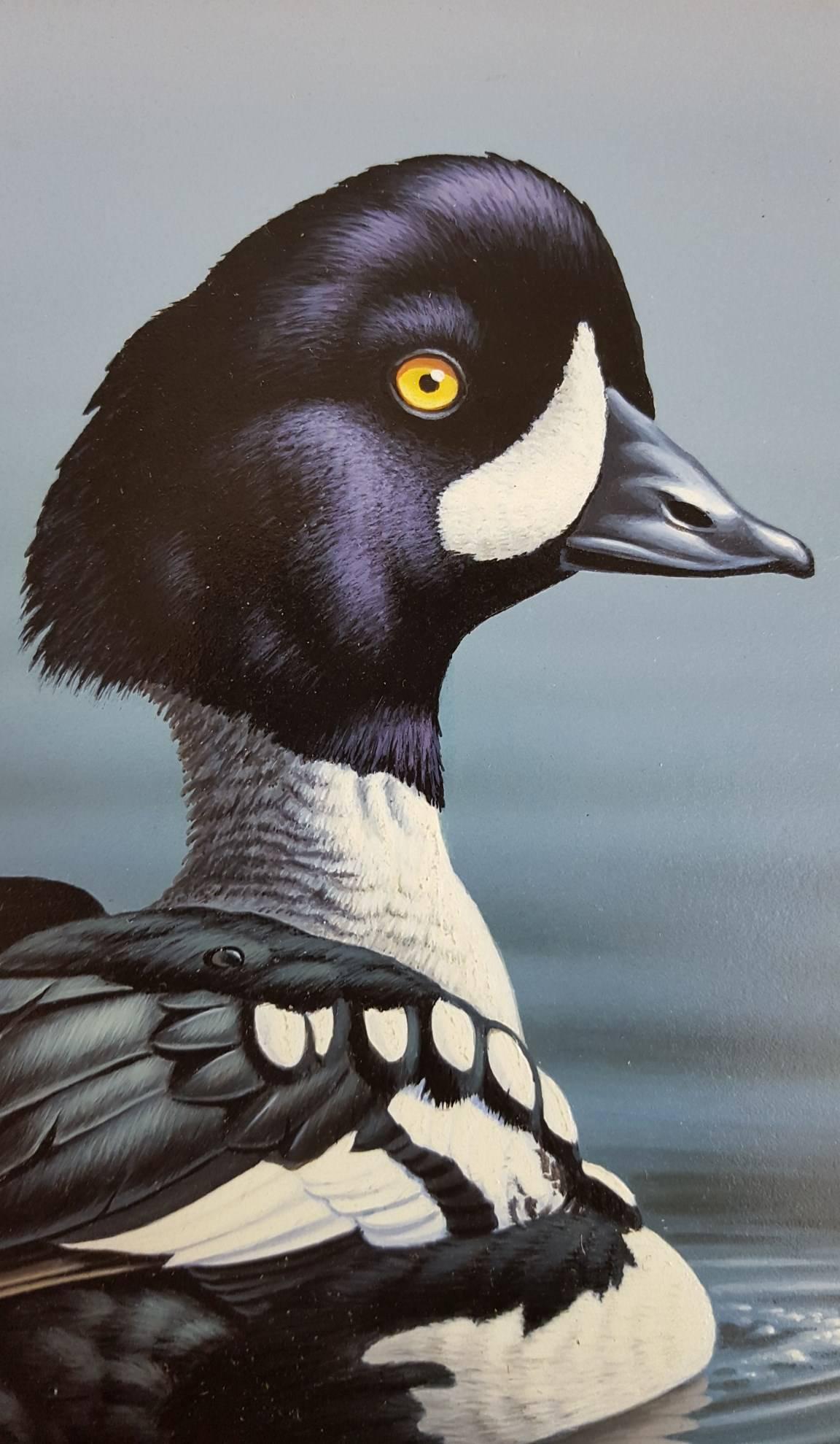 Barrow's Goldeneye /// Contemporary Duck Bird Wildlife Ornithology Painting Art - Gray Animal Painting by Ron Louque