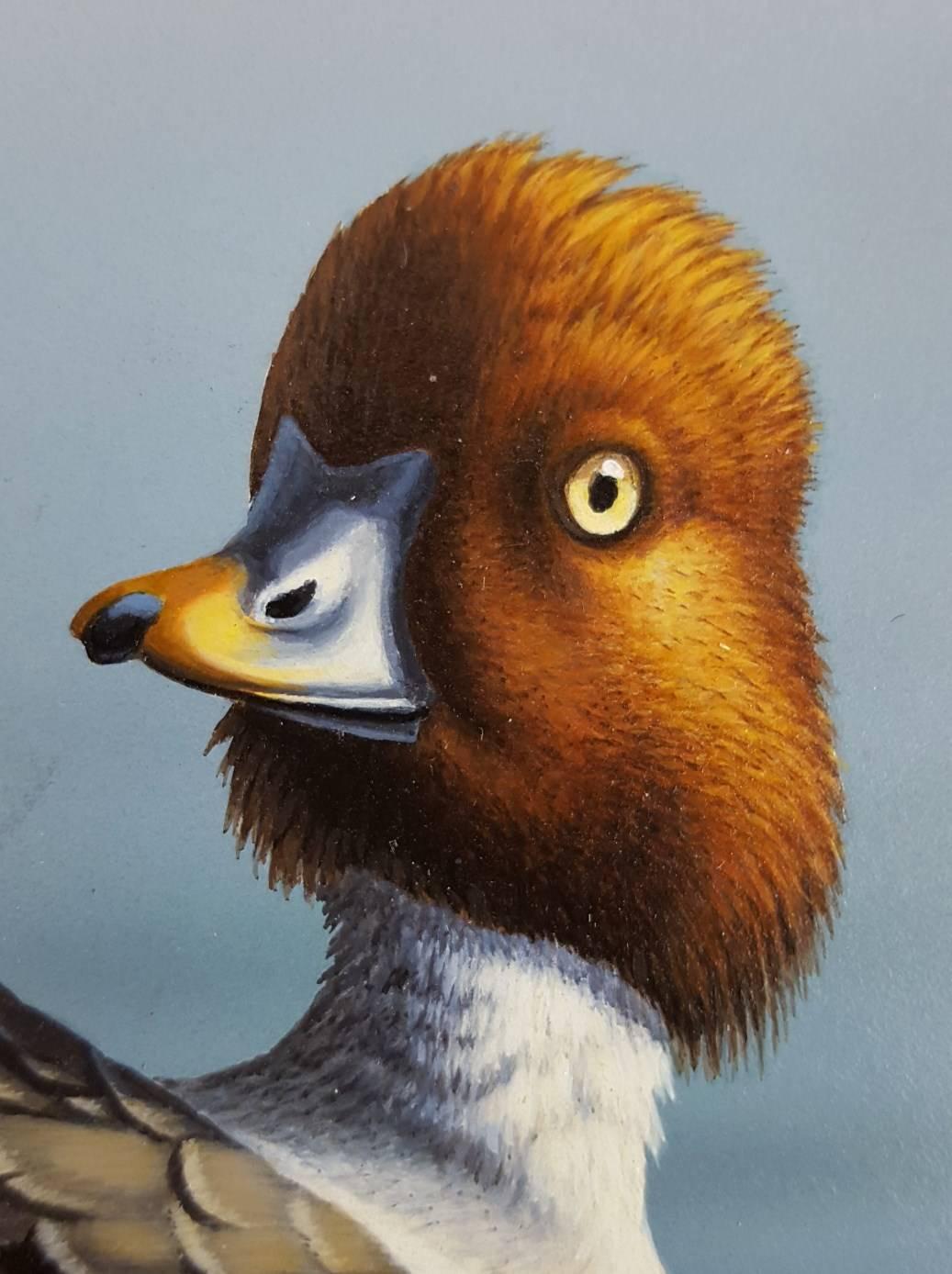 Garrot d'Islande /// Canard Contemporain Oiseau Faune Ornithologie Peinture Art en vente 2