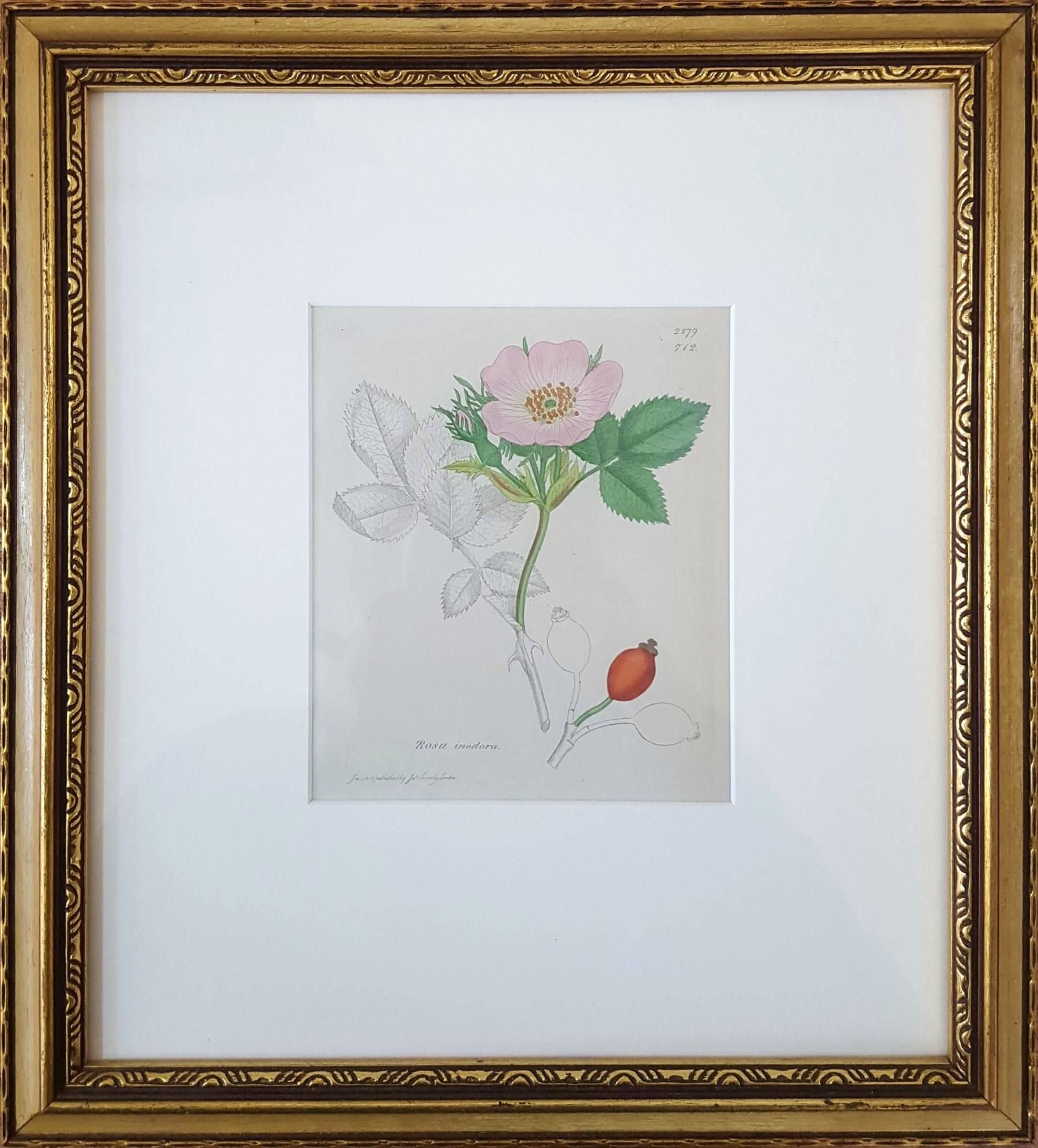Wild Rose - Print by James Sowerby