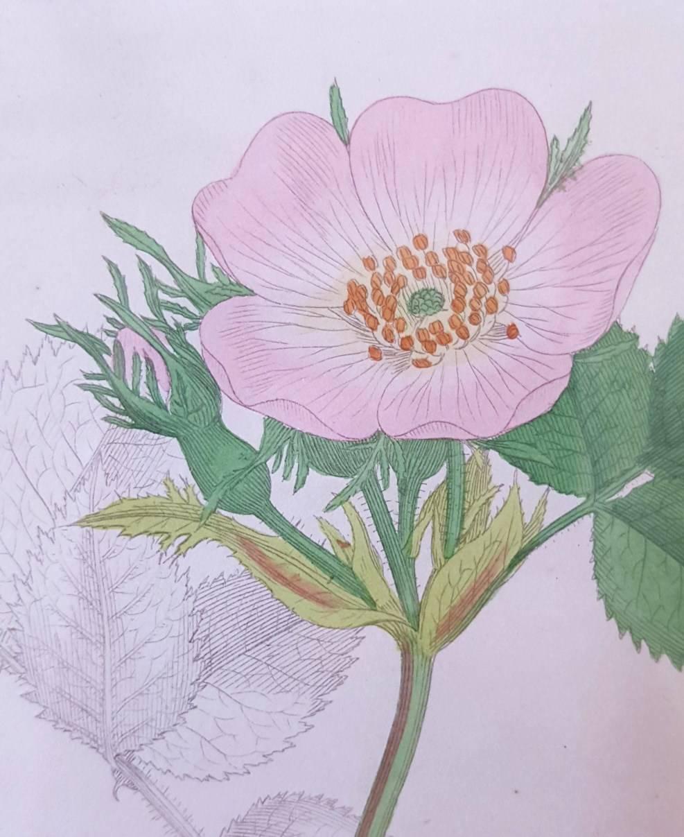 james sowerby prints