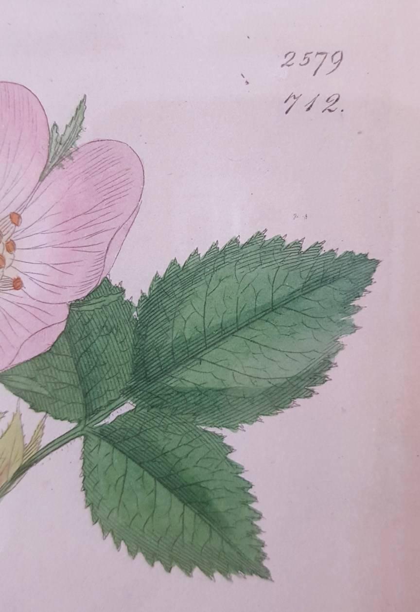 Wild Rose - Naturalistic Print by James Sowerby