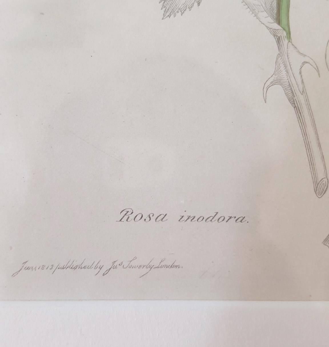 Wild Rose - Gray Still-Life Print by James Sowerby