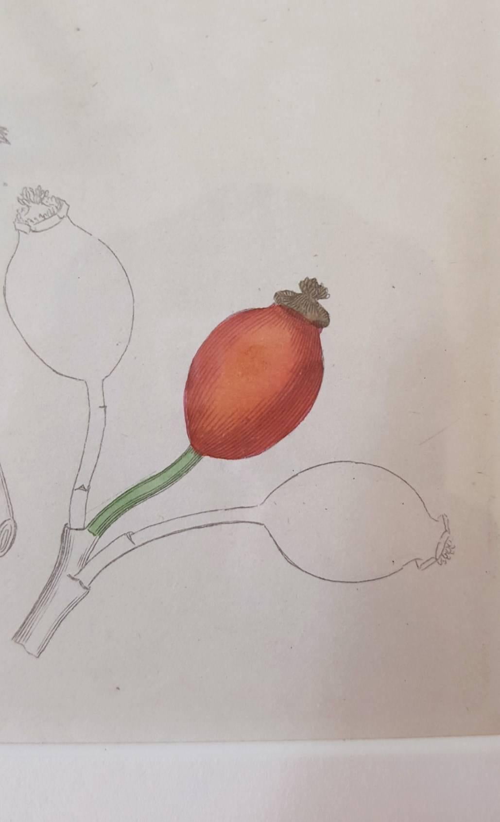 An original hand colored copper plate engraving by English artist James Sowerby (1757-1822) titled "Wild Rose", 1813. Beautifully framed with matting from Holland and moulding from Spain. Framed size: 13" x 11.5". Image size: