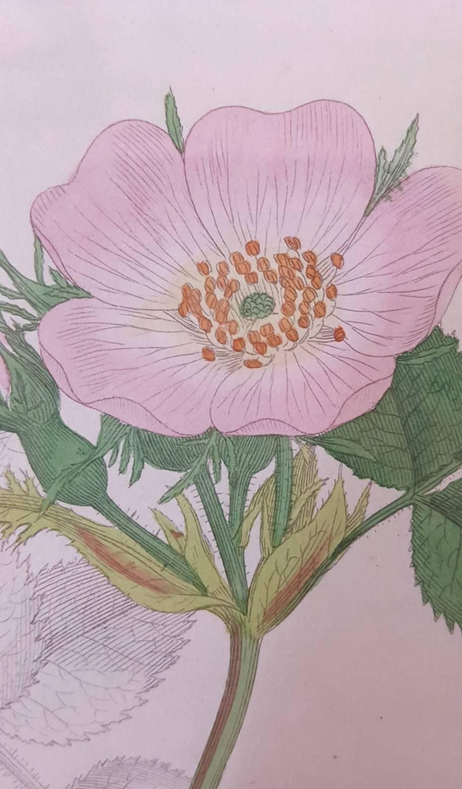 Wild Rose 2
