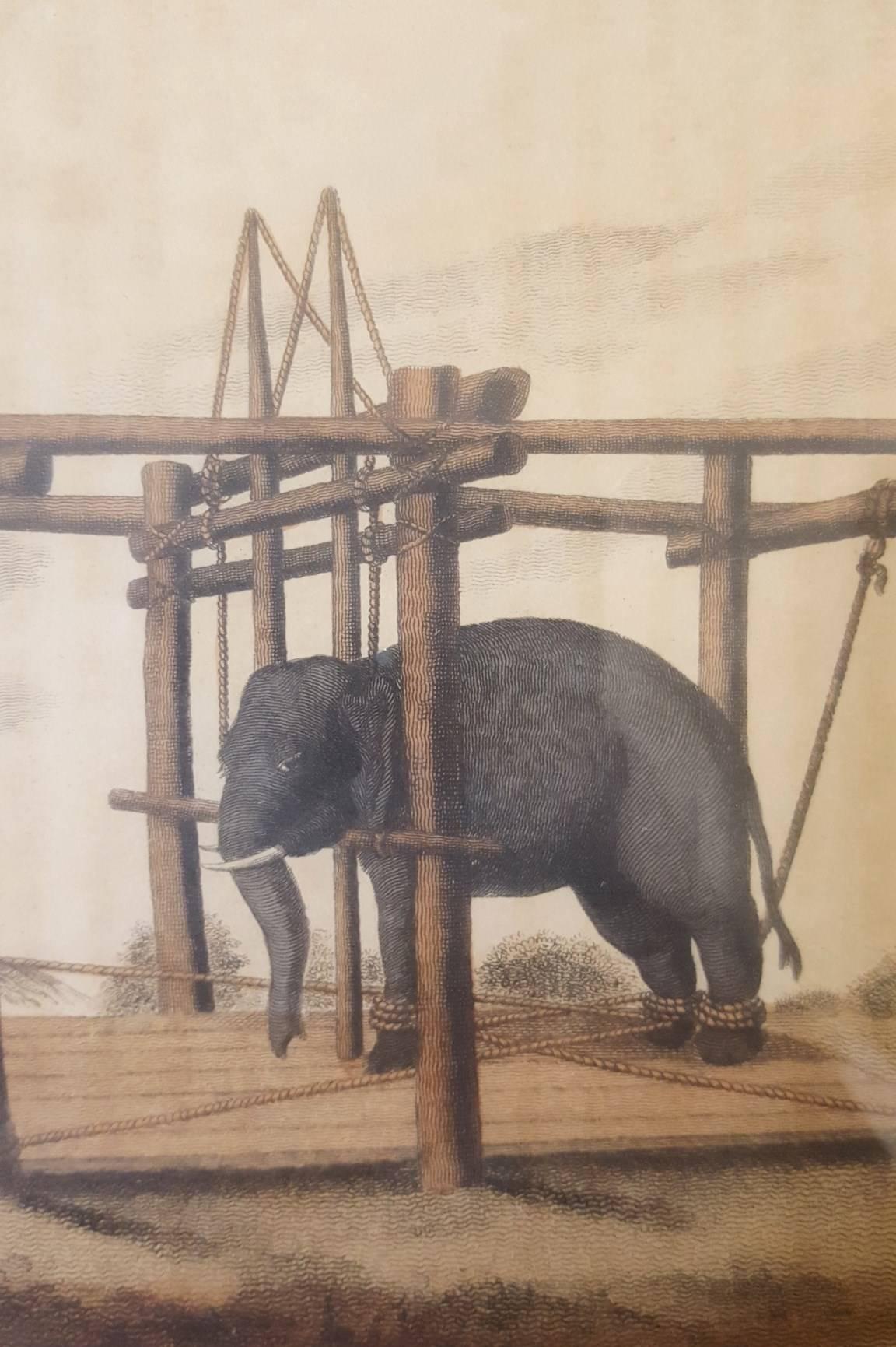 Hindoo Method of Taming Elephants - Victorian Print by Samuel Howitt