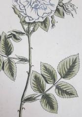 White Rose