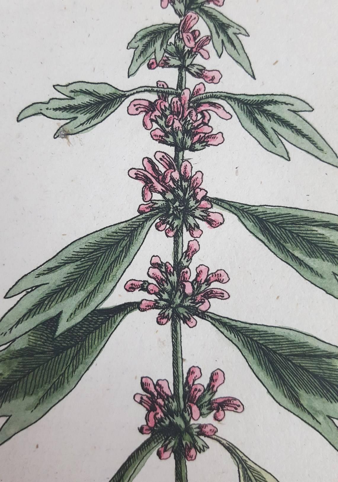 Cardiaca (Motherwart) /// Artiste botanique féminine imprimée de fleurs anciennes - Print de Elizabeth Blackwell