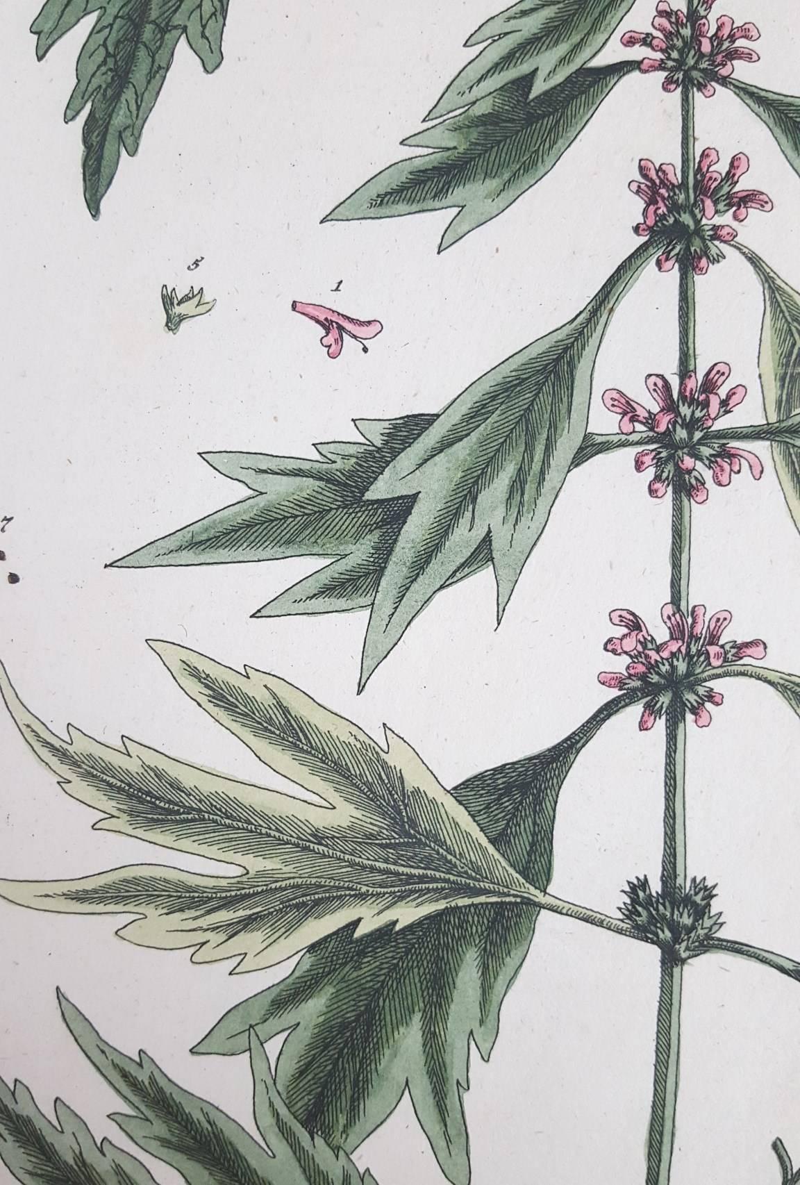 Cardiaca (Motherwart) /// Botanical Botany Female Artist Antique Flowers Print For Sale 1