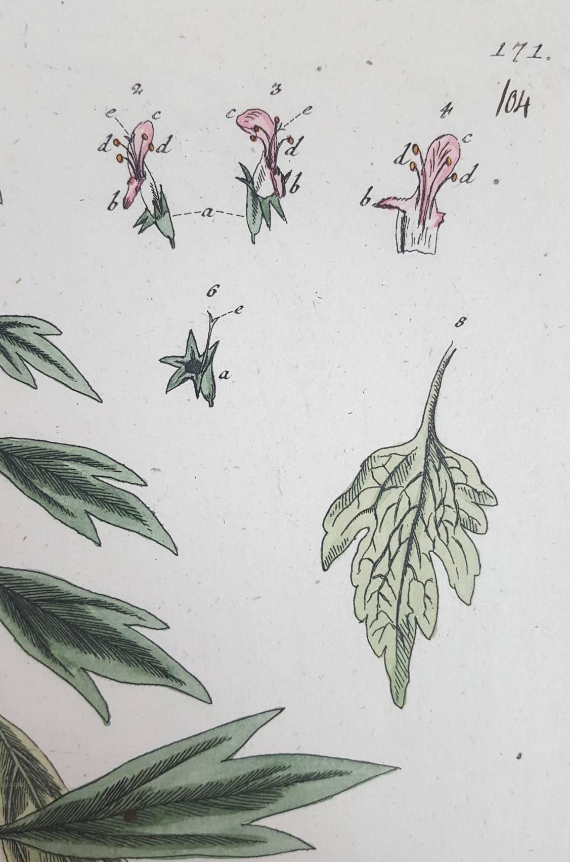 Cardiaca (Motherwart) /// Botanical Botany Female Artist Antique Flowers Print For Sale 2