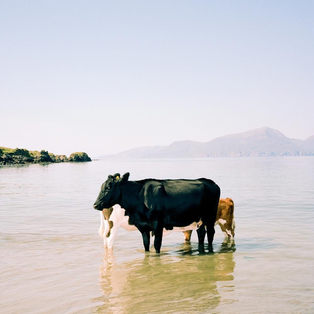 Muir Vidler Portrait Photograph - Cows, Sea, Isle of Muck