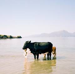 Cows, Sea, Isle of Muck