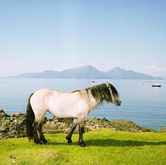 Horse, Isle of Muck