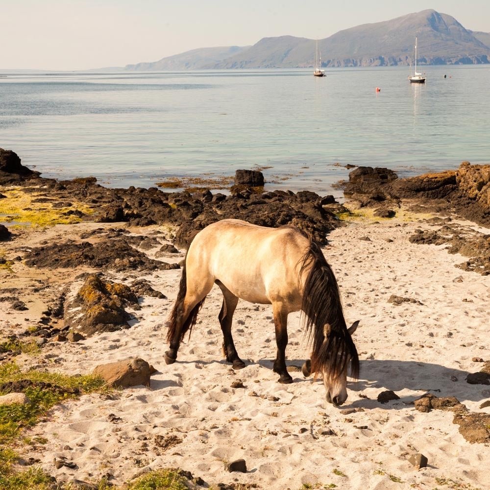 Muir Vidler Portrait Photograph - Horse, Beach, Isle of Much