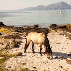 Horse, Beach, Isle of Much