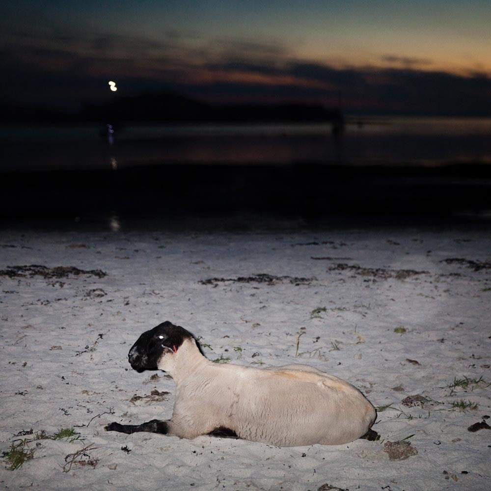 Muir Vidler Portrait Photograph - Sheep, Isle of Muck