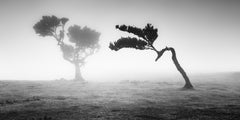 Panorama de «Dos árboles en la niebla» – Madeira, Portugal – Fotografía en blanco y negro