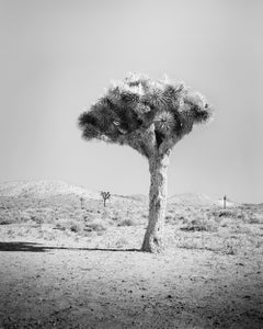 Joshua Tree Mojave, USA, black and white landscape photography, limited edition