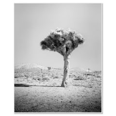 Joshua Tree Mojave, USA, black and white landscape photography, limited edition