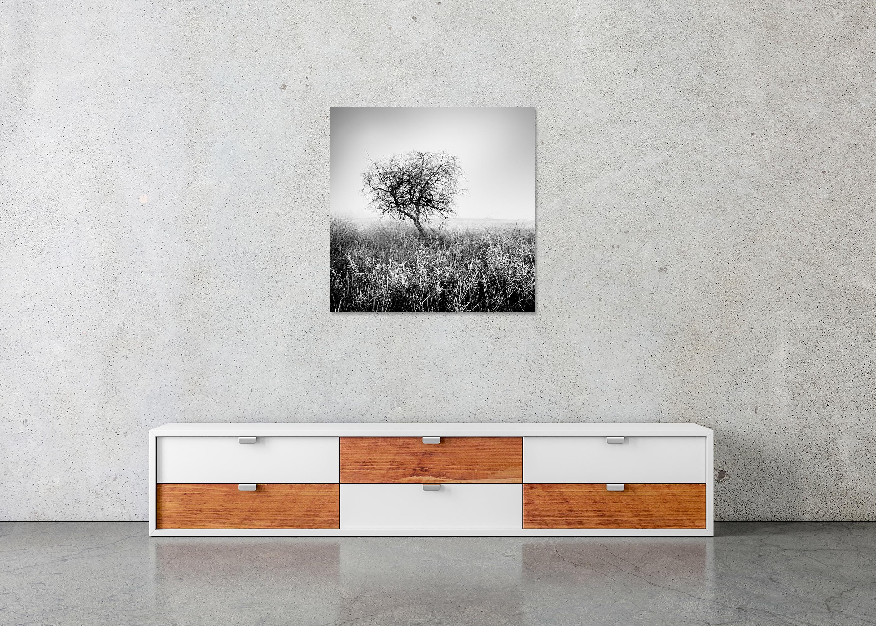 Albero nella brina, bianco e nero, fotografia di paesaggio, edizione limitata in vendita 4