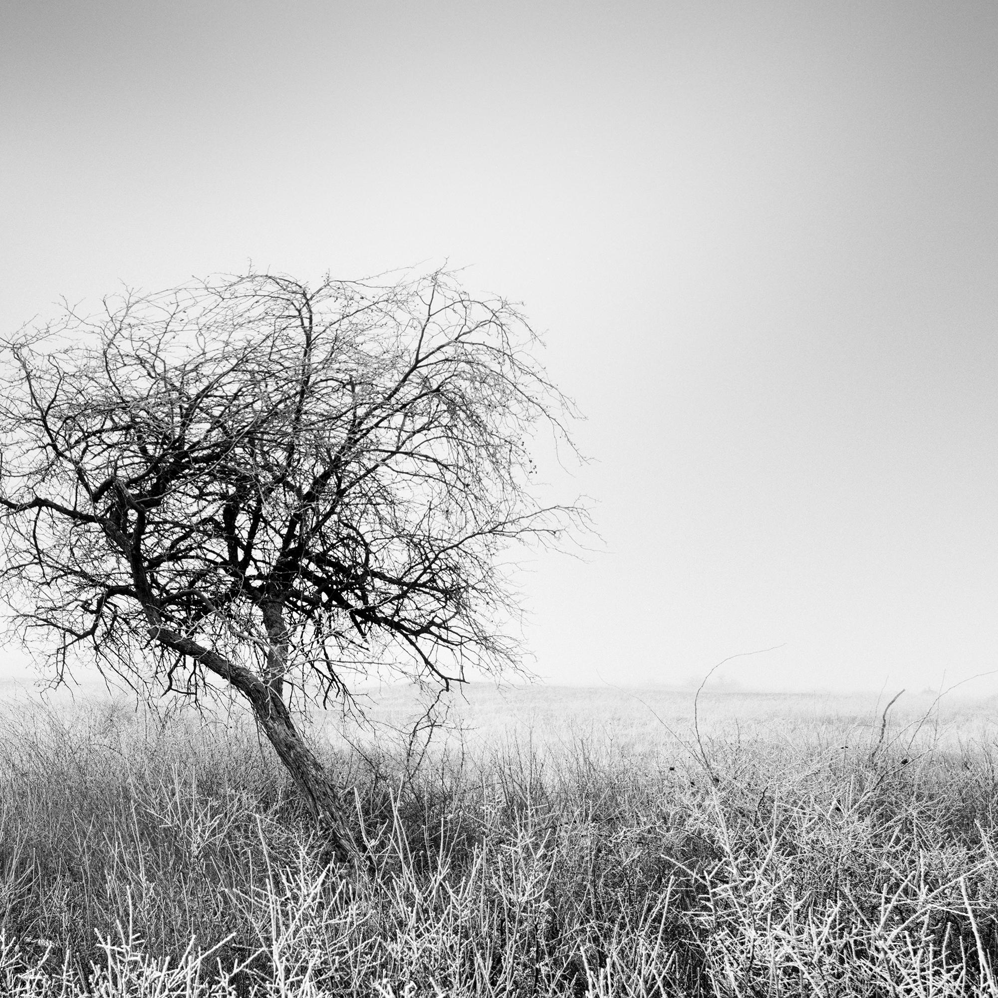 Albero nella brina, bianco e nero, fotografia di paesaggio, edizione limitata in vendita 6