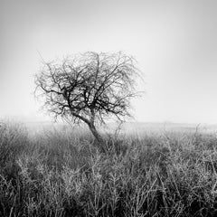 Tree in Hoarfrost Study 1, Hungary, Limited Black-and-White Fine Art Photograph