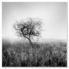 Tree in Hoarfrost Study 1, Hungary, Limited Black-and-White Fine Art Photograph
