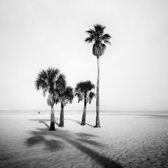 Palm Beach Study 5, Florida, fotografia in bianco e nero di una palma