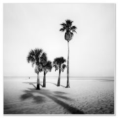 Palm Beach Studie 5, Florida, Schwarz-Weiß-Foto einer Palme