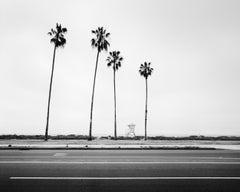Étude de palmier n° 4, Santa Barbara, Californie, photographie en noir et blanc