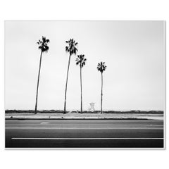 Étude de palmier n° 4, Santa Barbara, Californie, photographie en noir et blanc