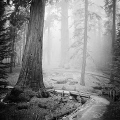Redwood Study 2, Black-and-White Fine Art Photography, California