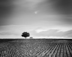 Estudio 2 de Champagne Paradise, Paisaje de viñedos en blanco y negro, Francia