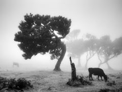 Kühe auf einer nebligen Weide – Madeira, Schwarz-Weiß-Fotografie in limitierter Auflage