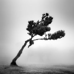 Cervo nella Foresta delle Fate – Studio 1 – Madeira, fotografia artistica in bianco e nero