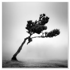 Cervo nella Foresta delle Fate – Studio 1 – Madeira, fotografia artistica in bianco e nero