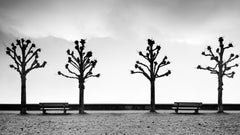 Esplanade with Chestnut Trees – Black-and-White Fine Art Photo – Limited Edition