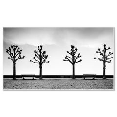 Esplanade with Chestnut Trees – Black-and-White Fine Art Photo – Limited Edition