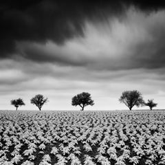 Potato Field with Cherry Trees Study 2, Black-and-White Fine Art Photograph