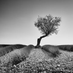 Tree in a Stony Lavender Field, Provence – Limited-Edition Black-and-White Photo