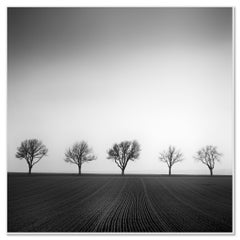 Avenue des Cerisiers, Autriche – Photographie en noir et blanc en édition limitée