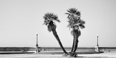 Étude sur les palmiers n° 2 – Terrazza Mascagni, Toscane, photographie en noir et blanc