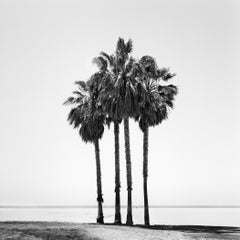 Four Palm Trees California – Black-and-White Limited Edition Fine Art Photograph