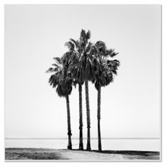 Four Palm Trees California – Black-and-White Limited Edition Fine Art Photograph