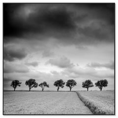 Trees at the Edge of a Field, Study 1 – Limited Edition Black-and-White Photogra